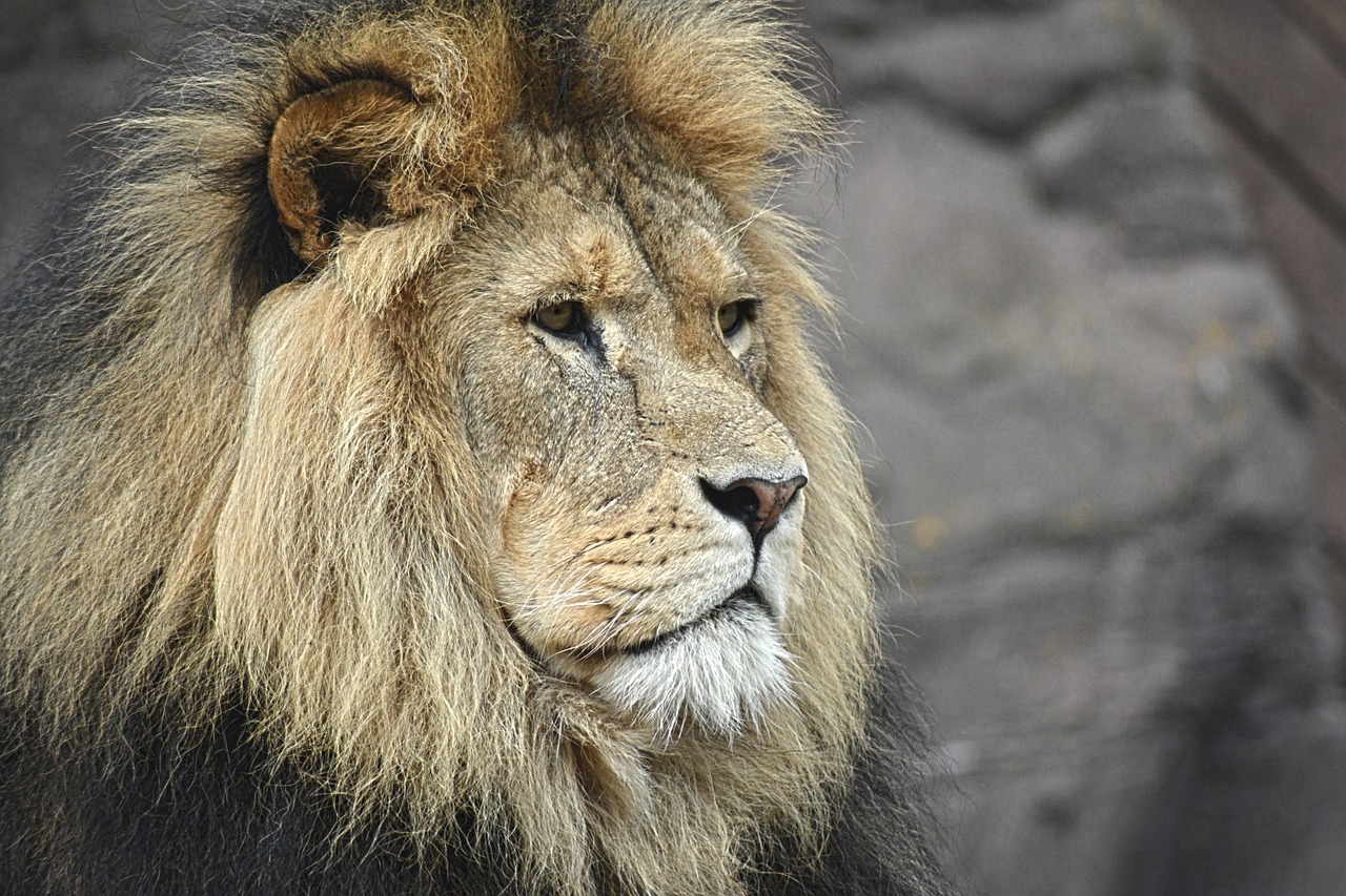 lion majestic felline free photo