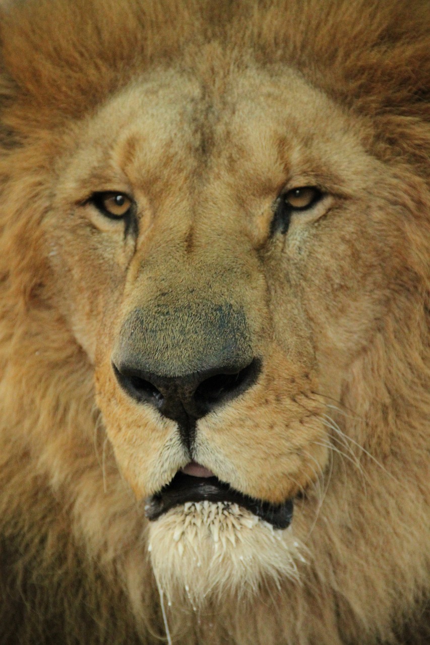 lion feline africa free photo