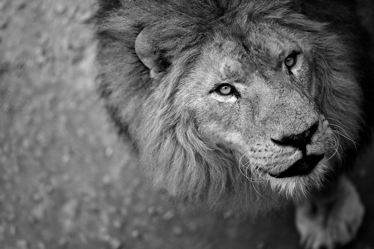 lion wild nature ferocious free photo