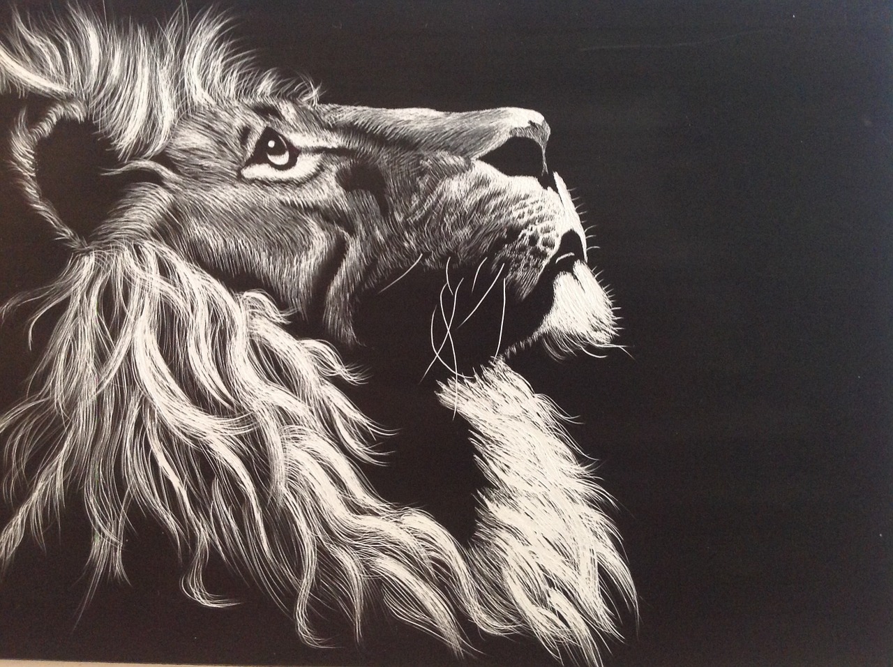 lion black and white etching free photo