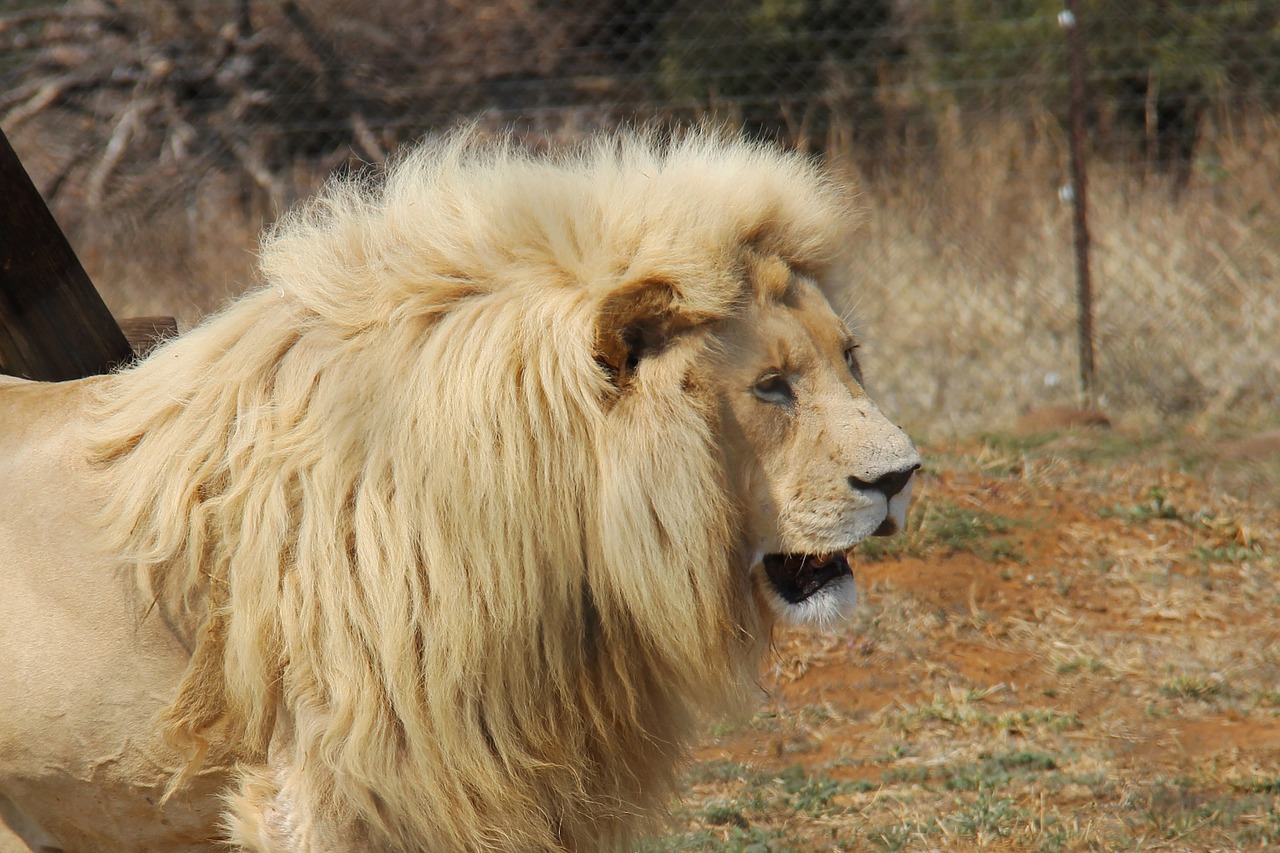 lion predator world pilanesberg national park free photo