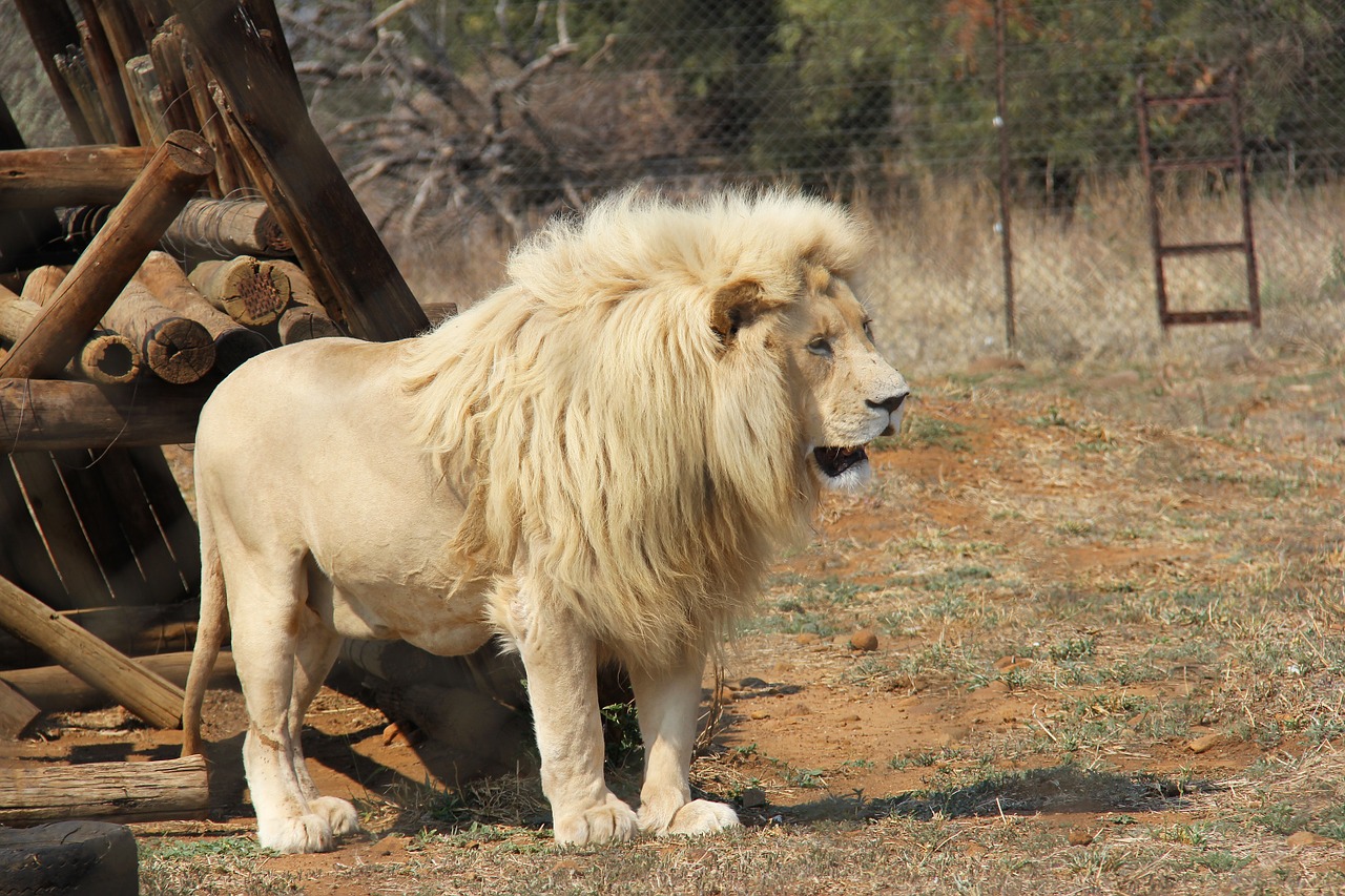 lion predator world pilanesberg national park free photo