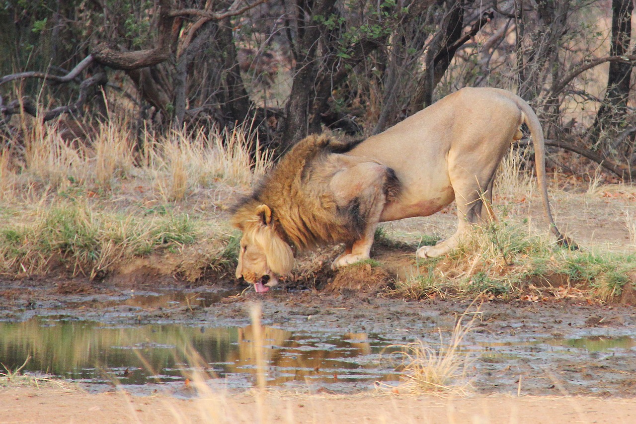 lion thirsty water free photo