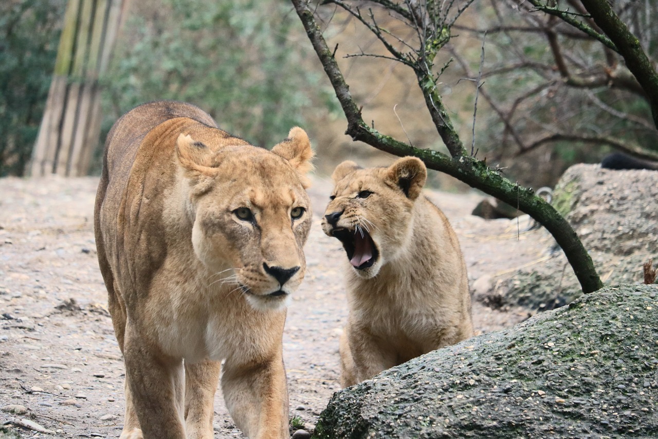 lion cat predator free photo