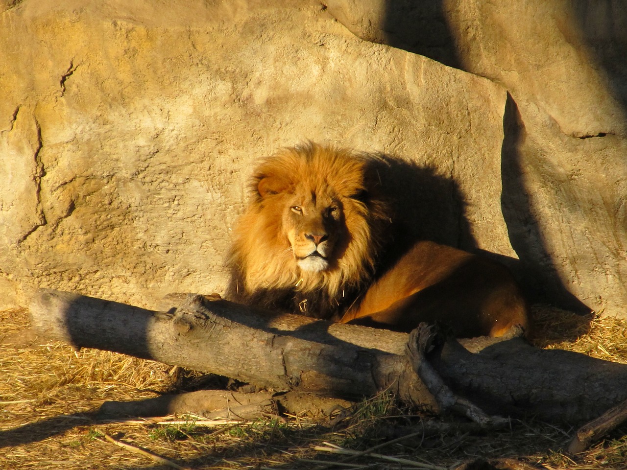 lion male sunset free photo