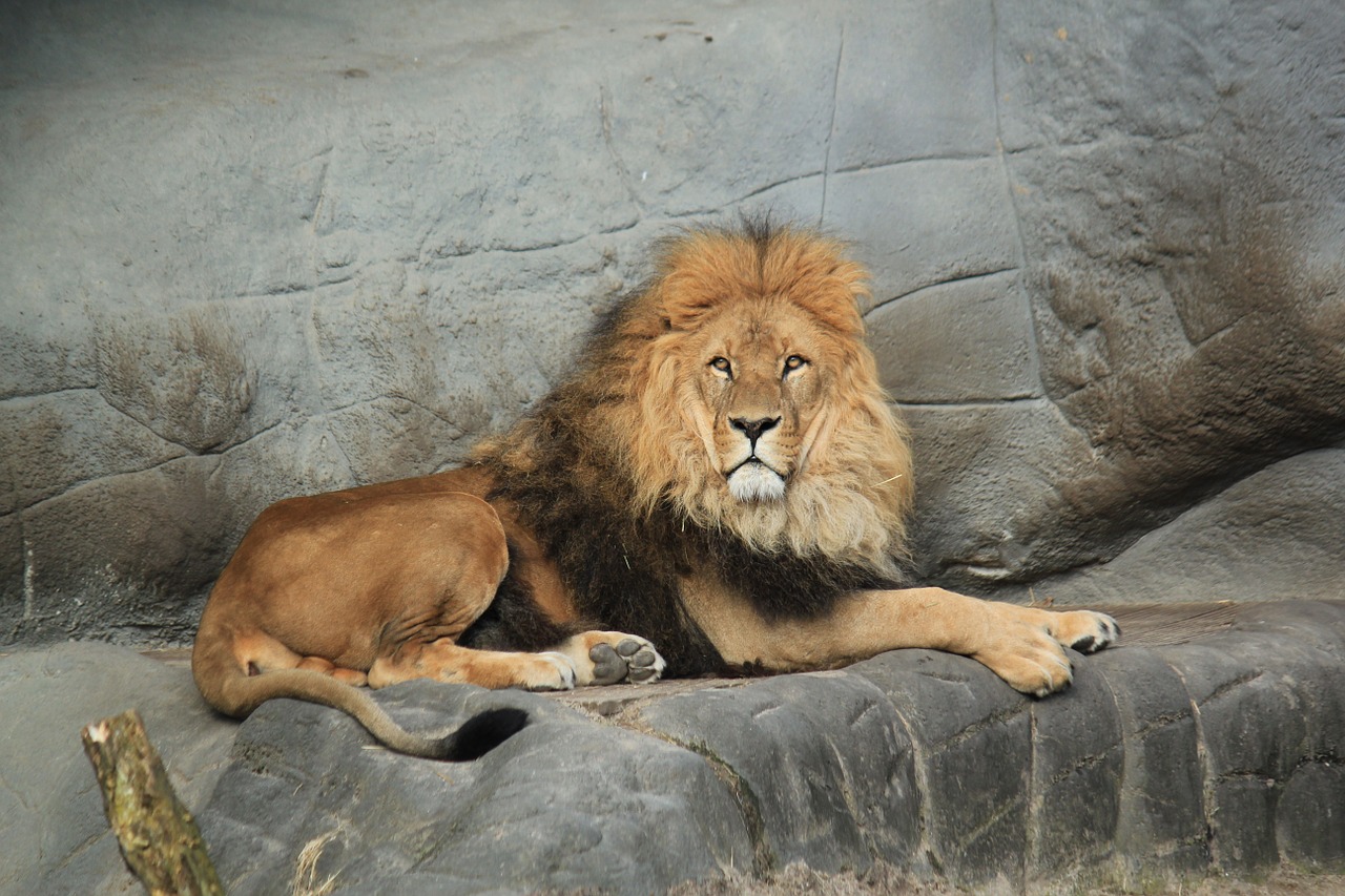lion animal king free photo