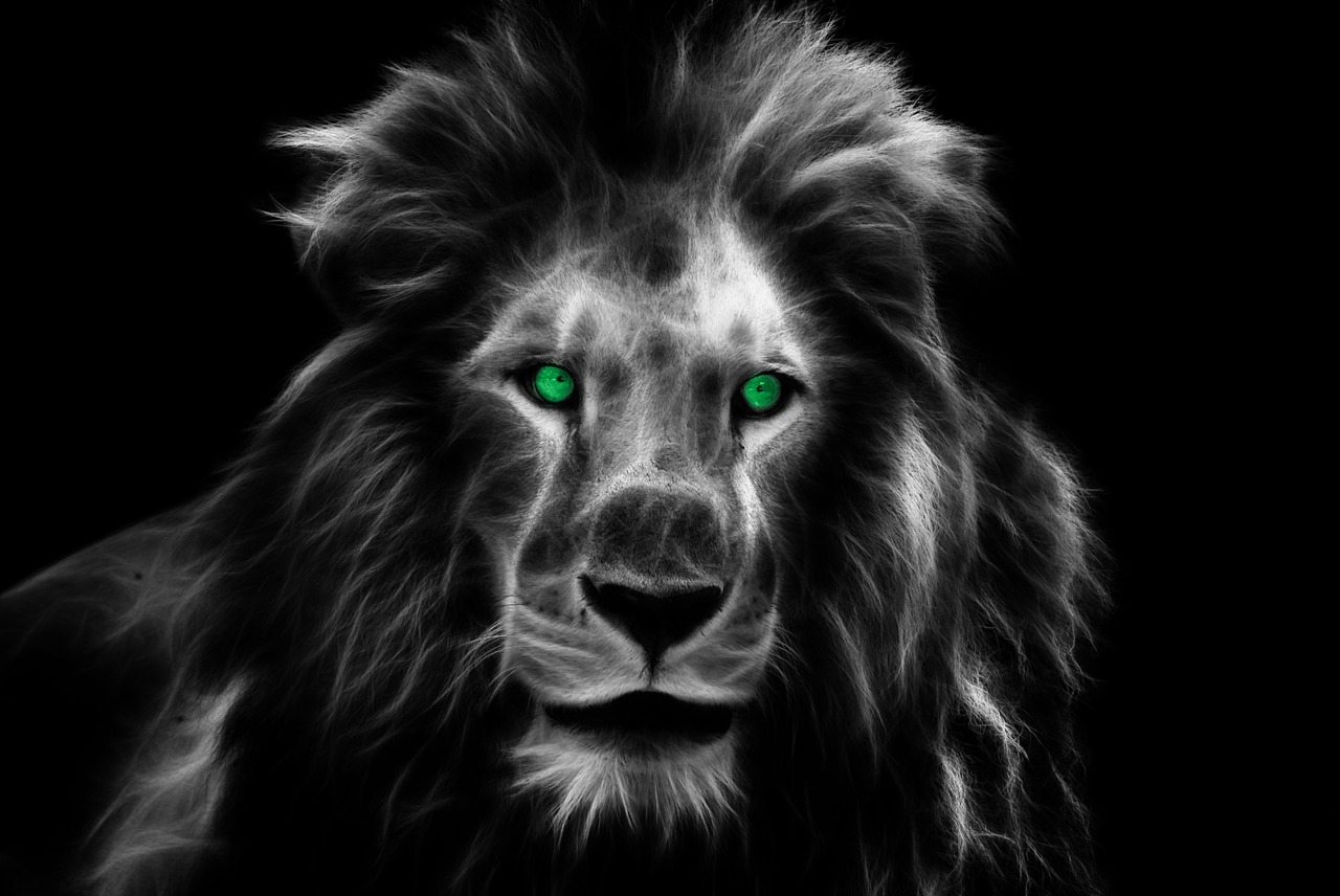 lion king africa free photo