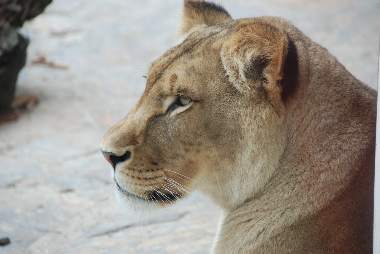 lion head zoo free photo