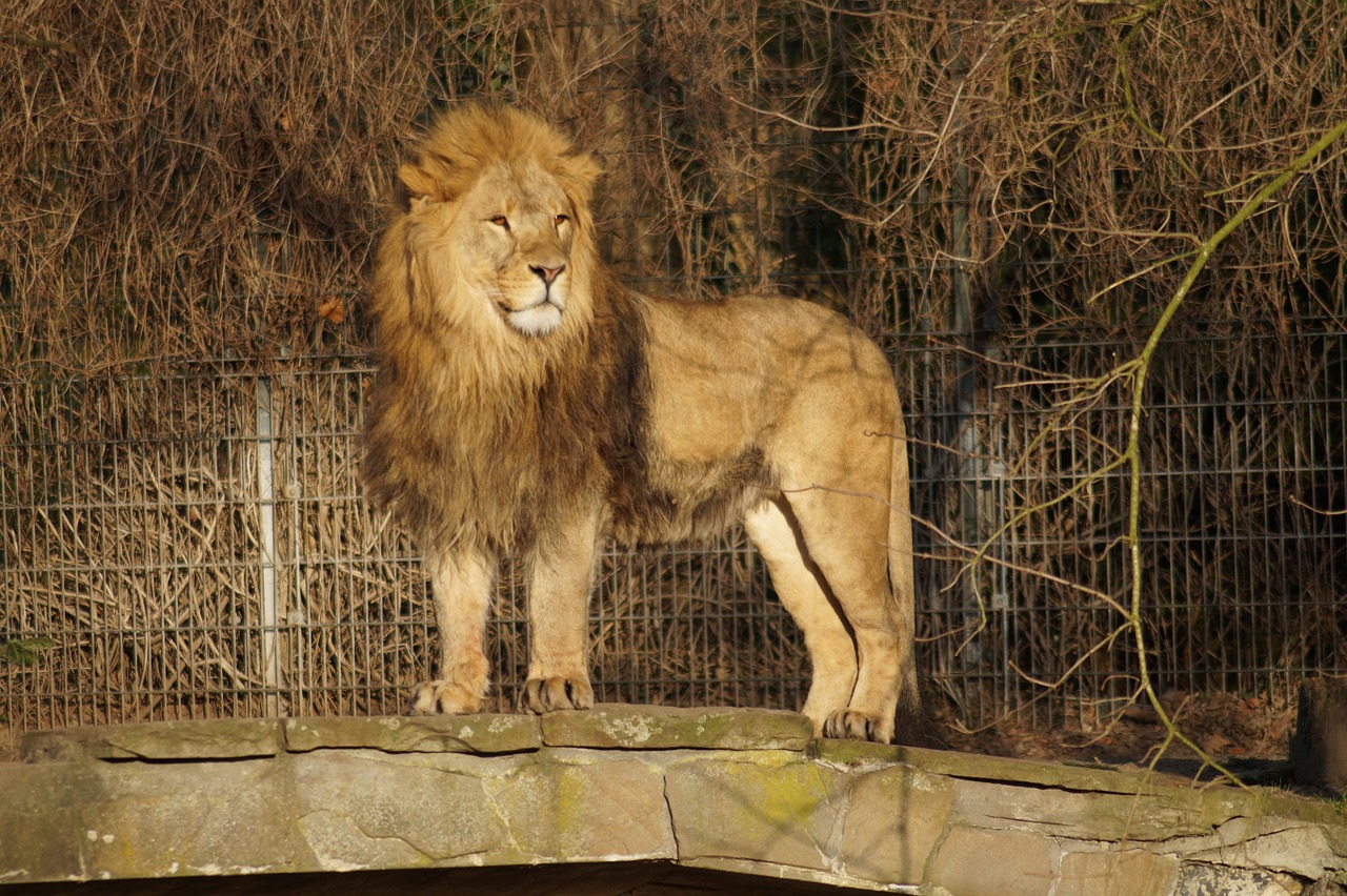 lion zoo cat free photo