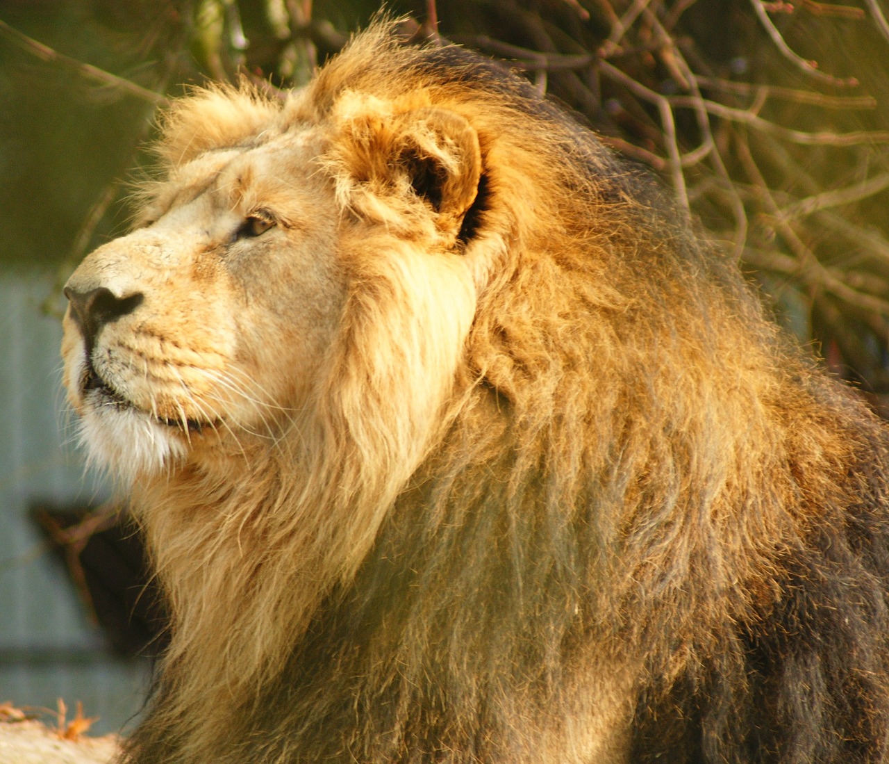 lion big-cat male free photo