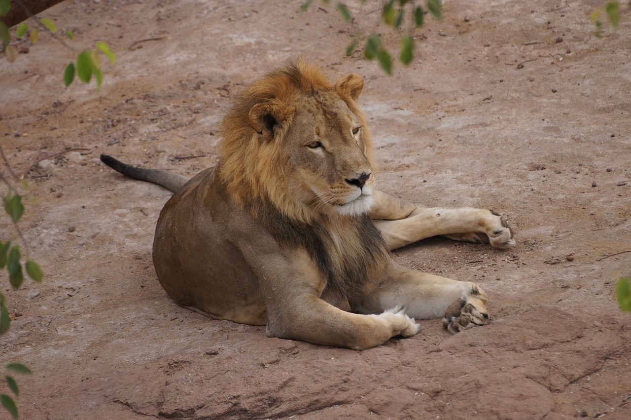 lion rest animal free photo