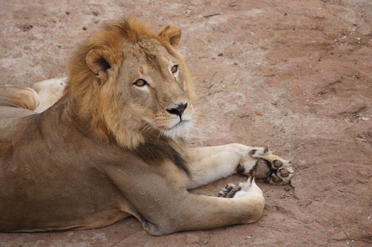 lion king legs free photo