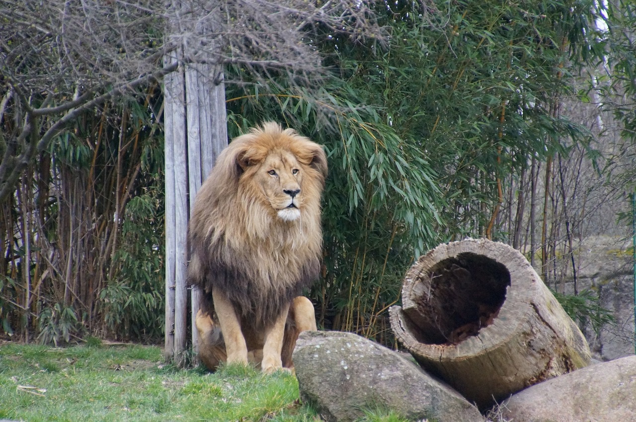 lion zoo leipzig free photo