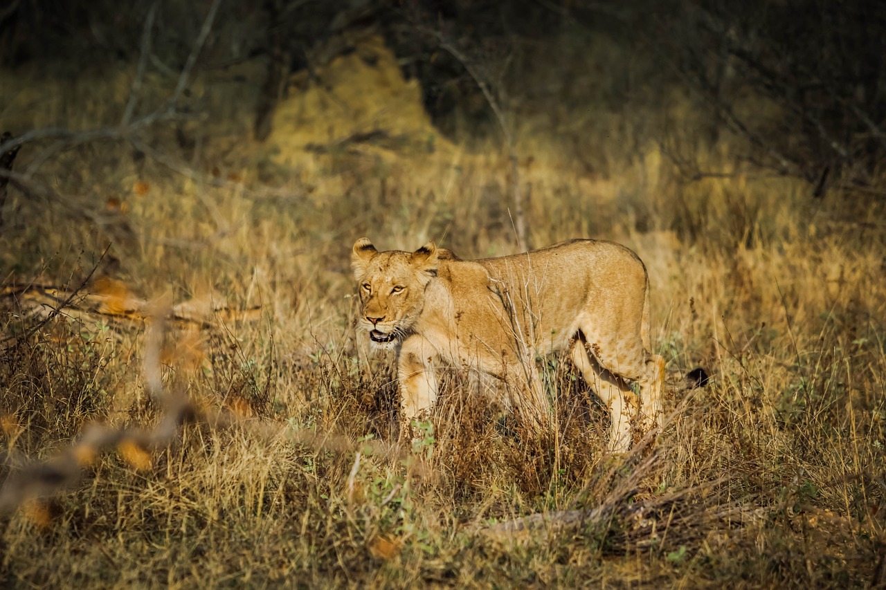 lion animal africa free photo