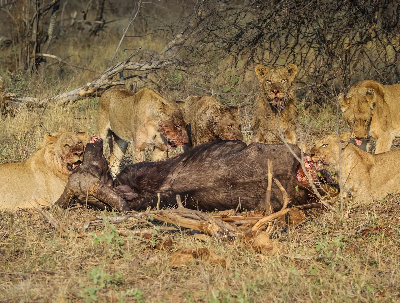 lion mammal wildlife free photo