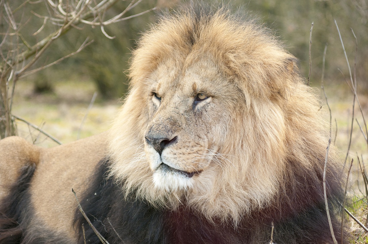 lion zoo male lion free photo