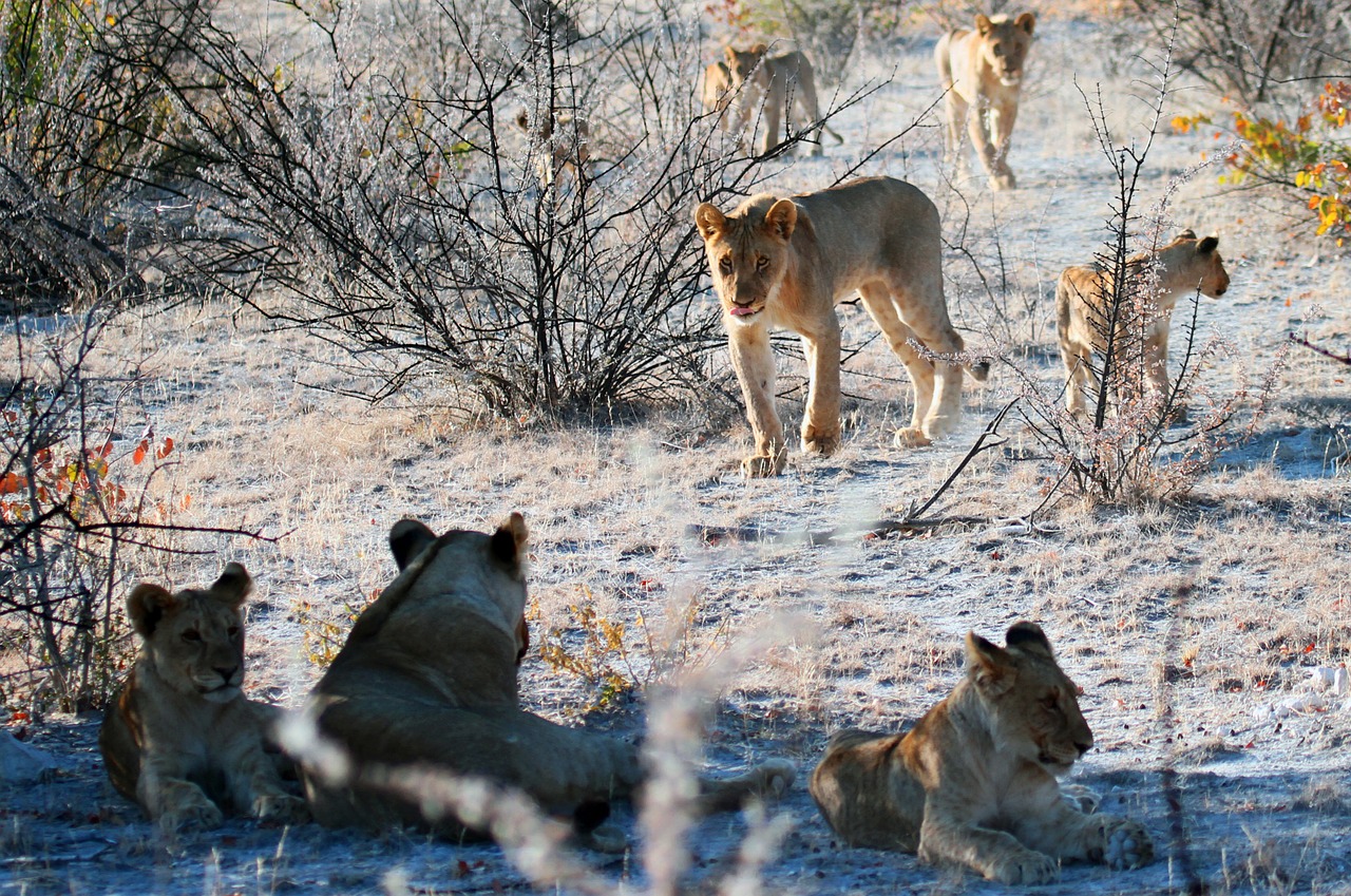 lion etosha namibia free photo