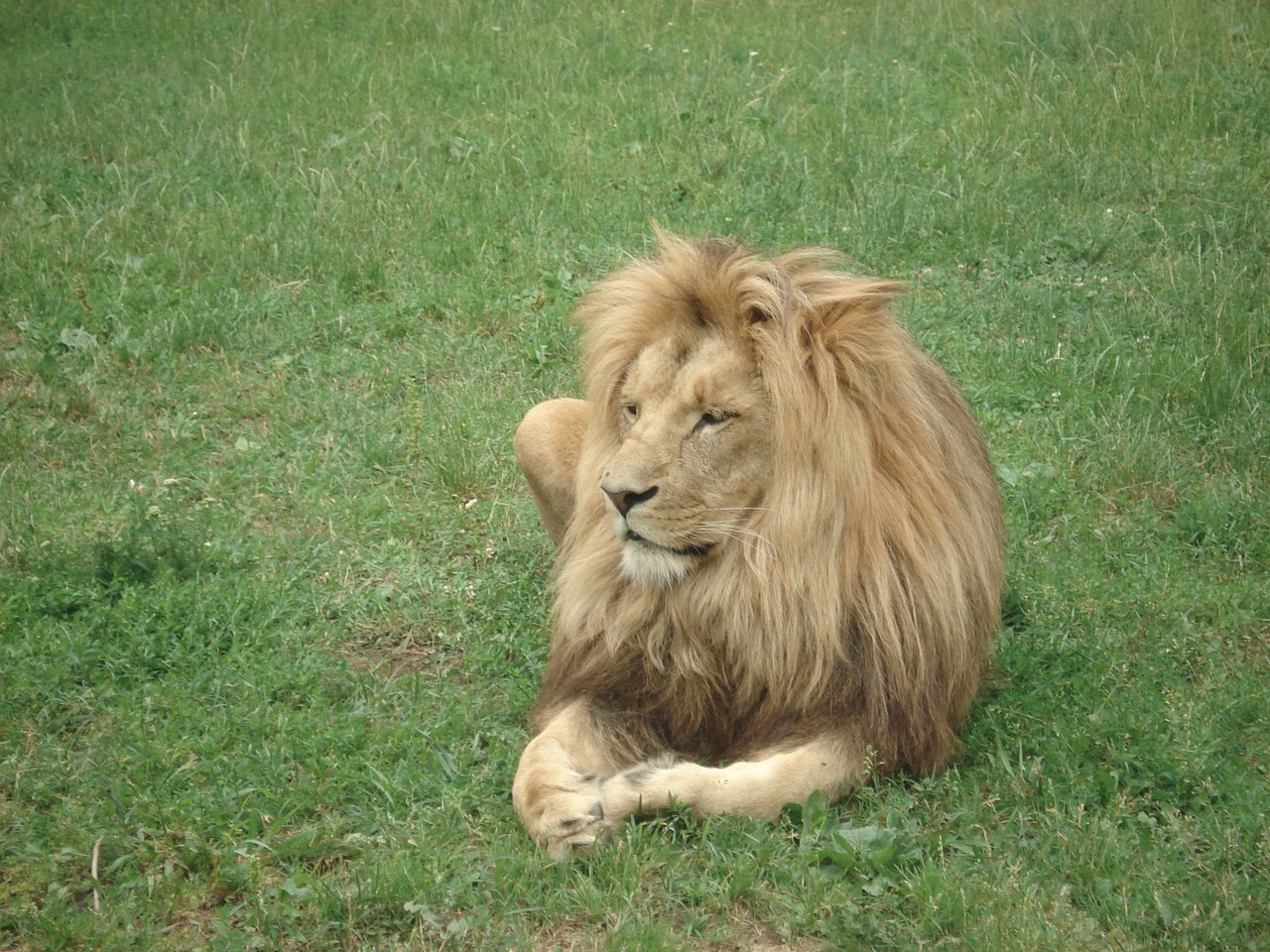 lion zoo zoo animals free photo