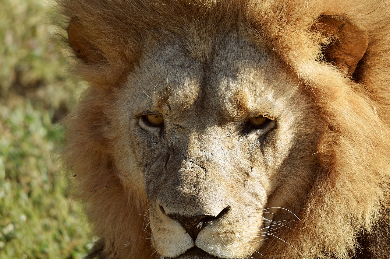 lion face wild free photo