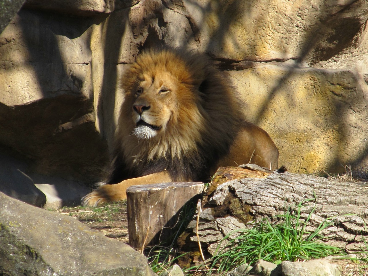 lion male sunset free photo