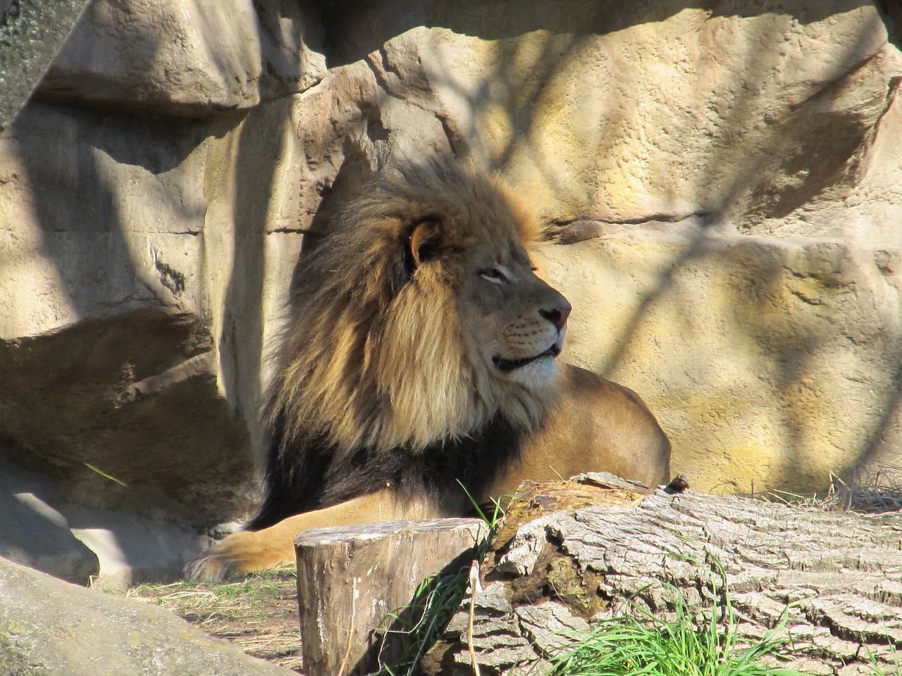 lion male sunset free photo