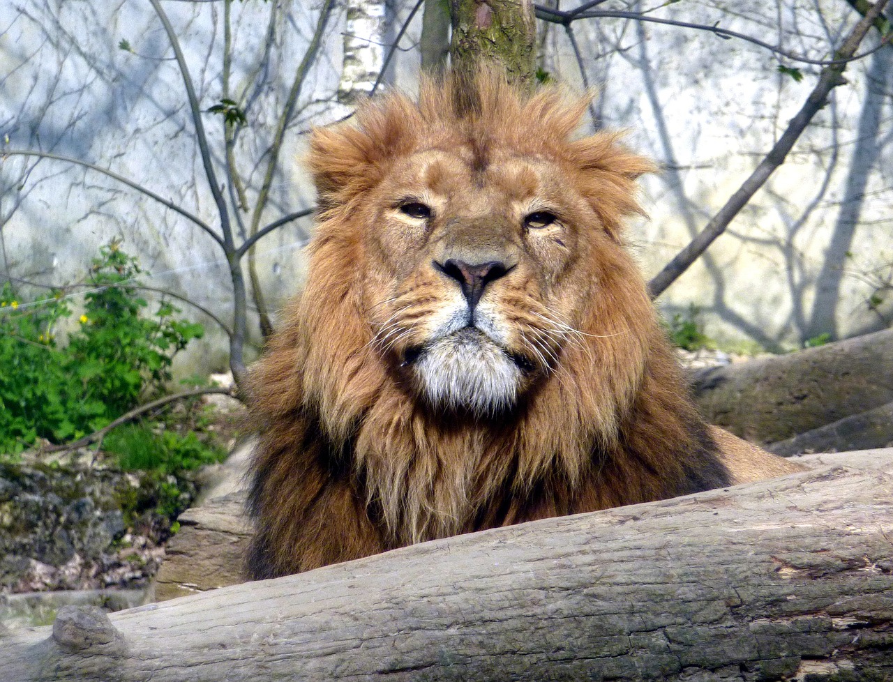 lion zoo animal free photo