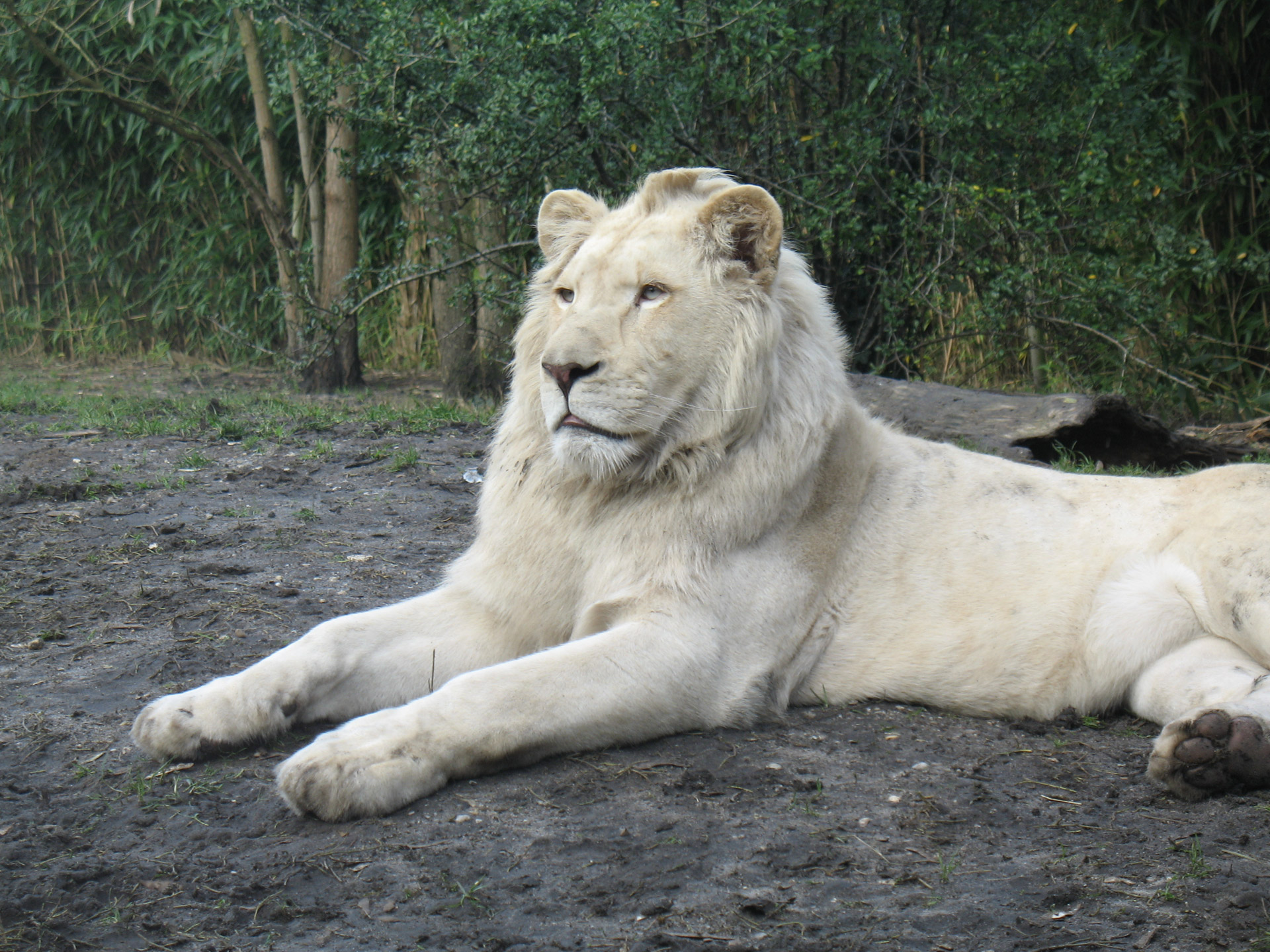 zoo lion lion free photo