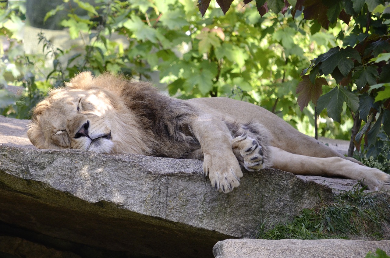 lion sleep robbery free photo
