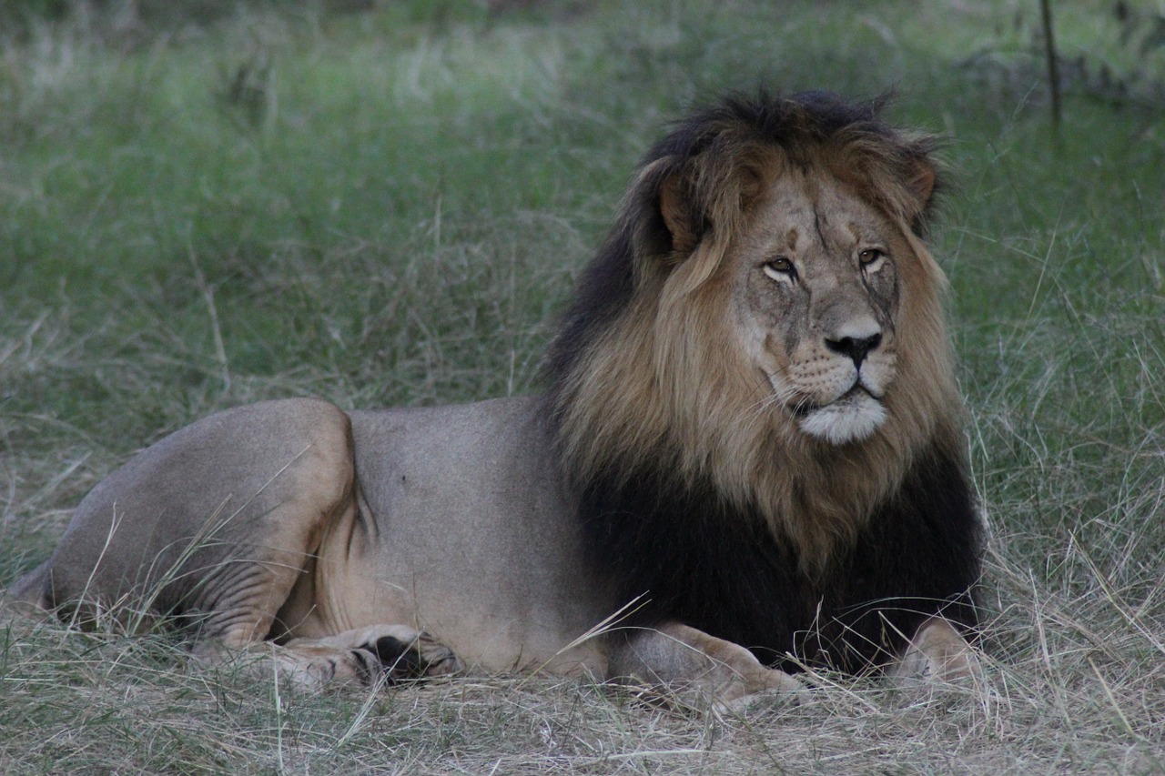 lion africa nature free photo