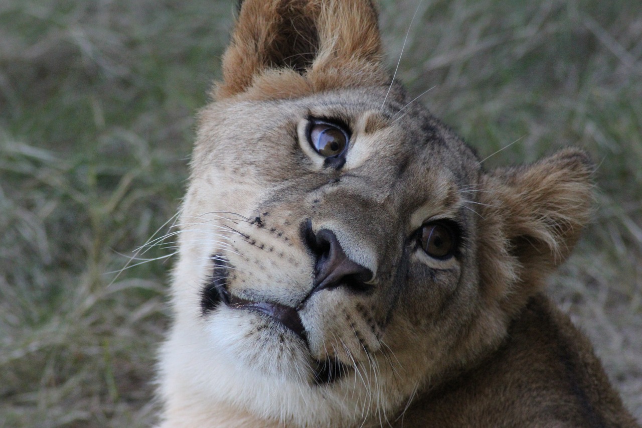 lion lioness wild free photo