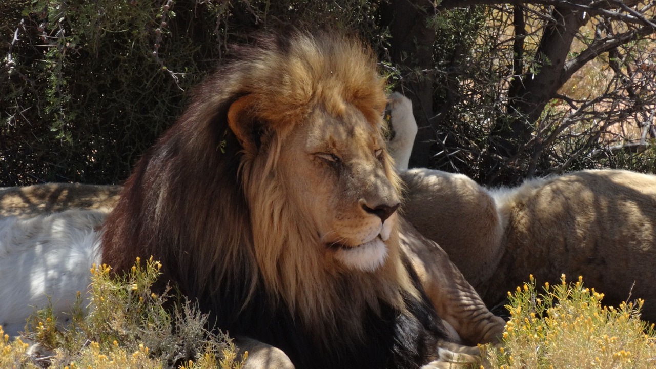 lion safari inverdoorn free photo