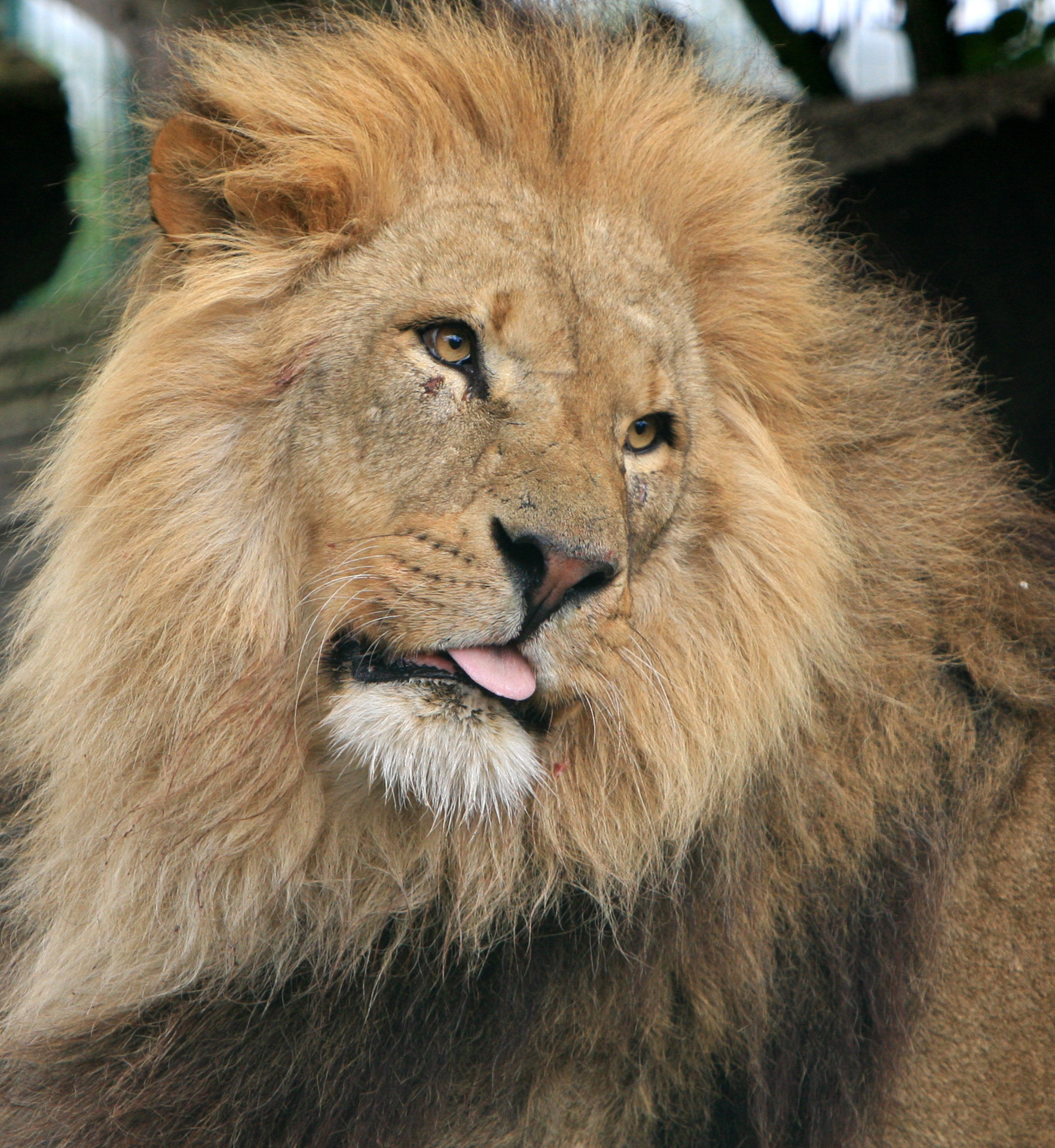 lion male head free photo