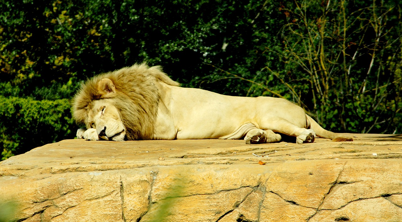 lion sleep dangerous free photo