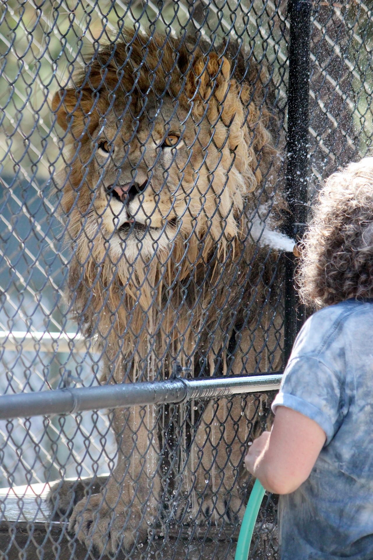 cat tales zoo lion free photo