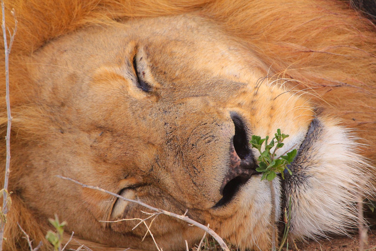 lion south africa nature free photo