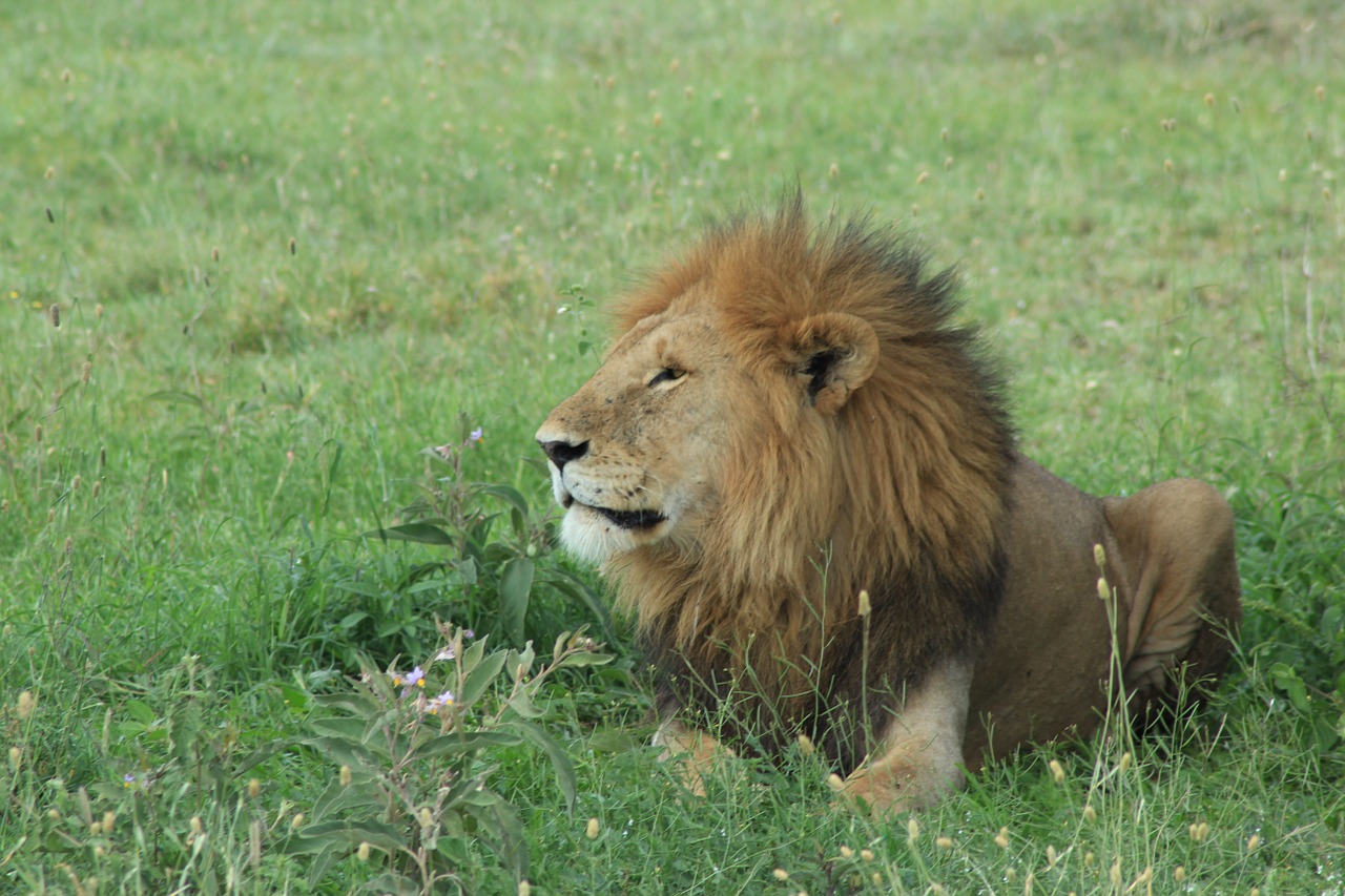lion safari tawny free photo