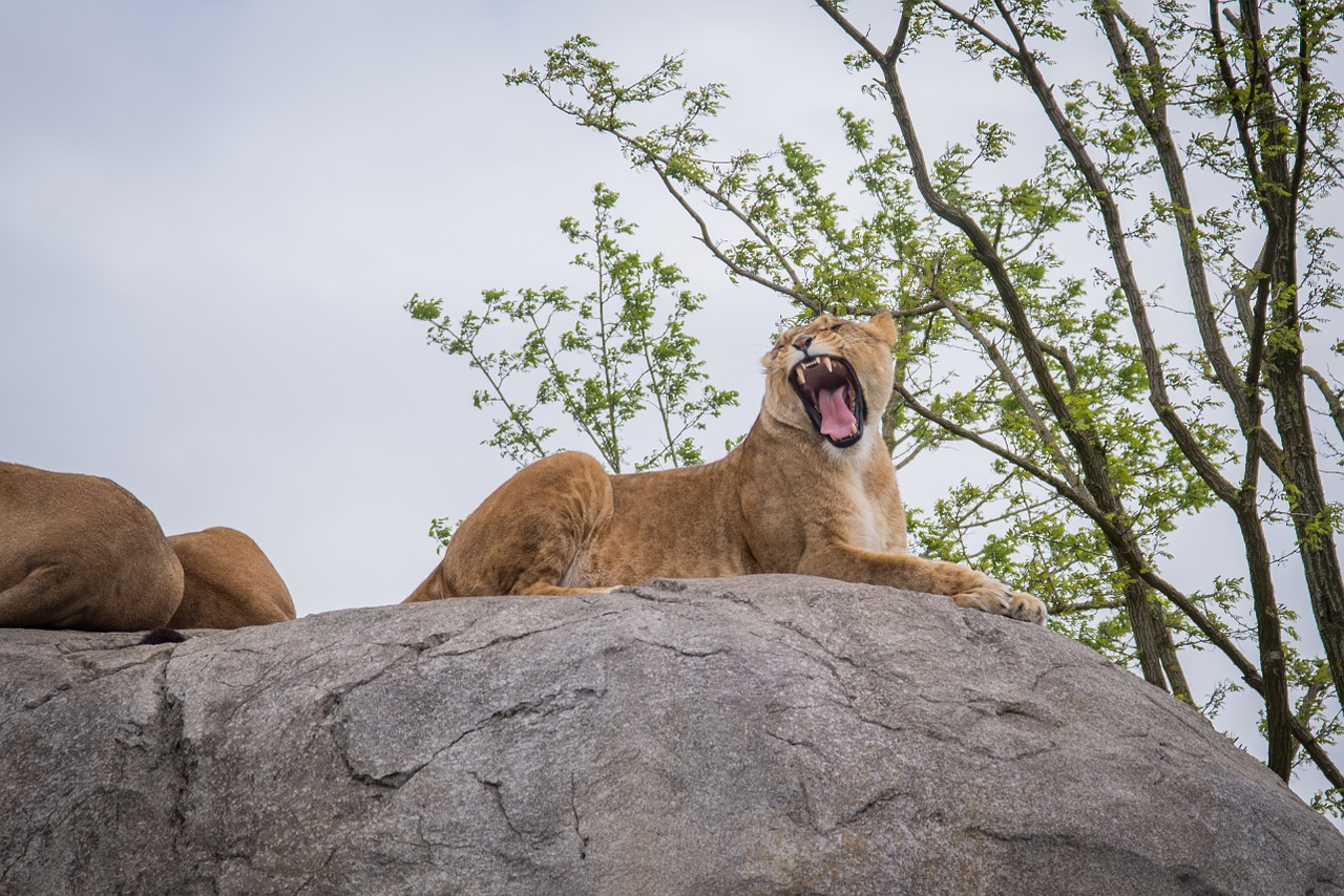 lion lioness wild free photo