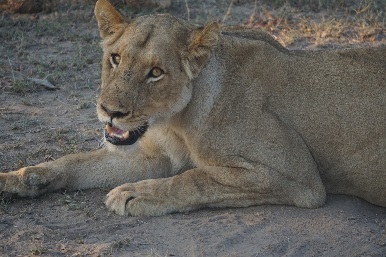 lion south africa africa free photo