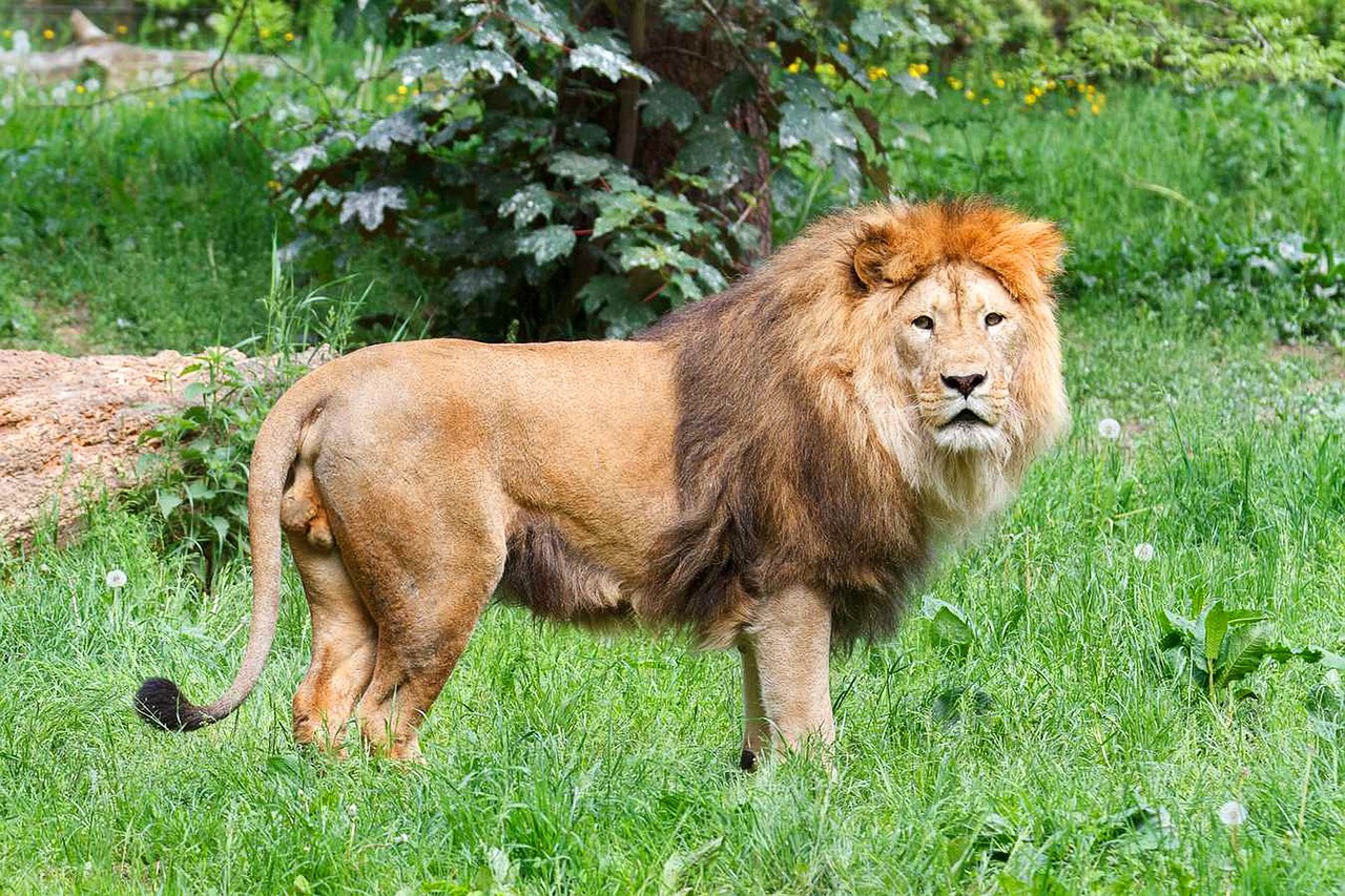 lion big cat wild free photo