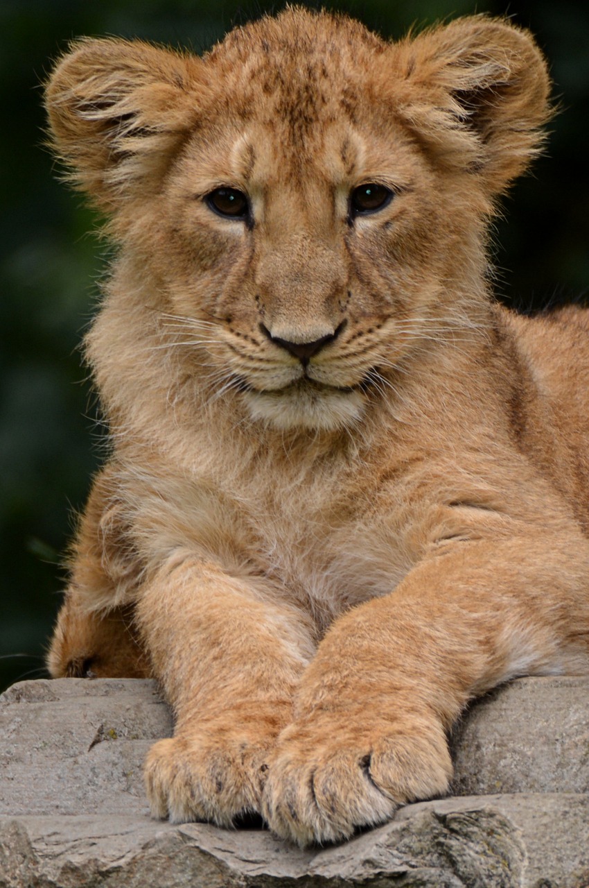 lion cub animal free photo