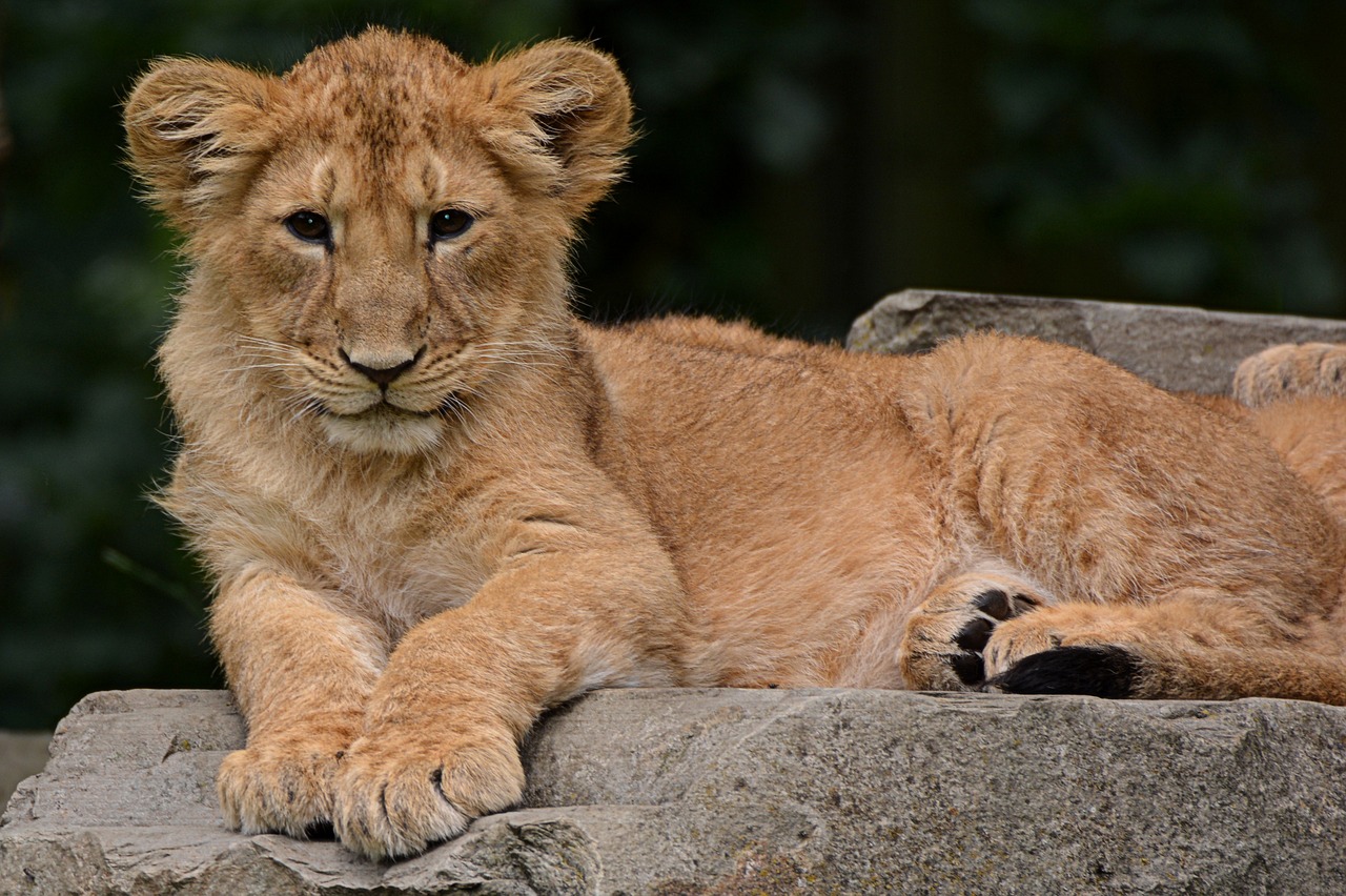 lion cub animal free photo