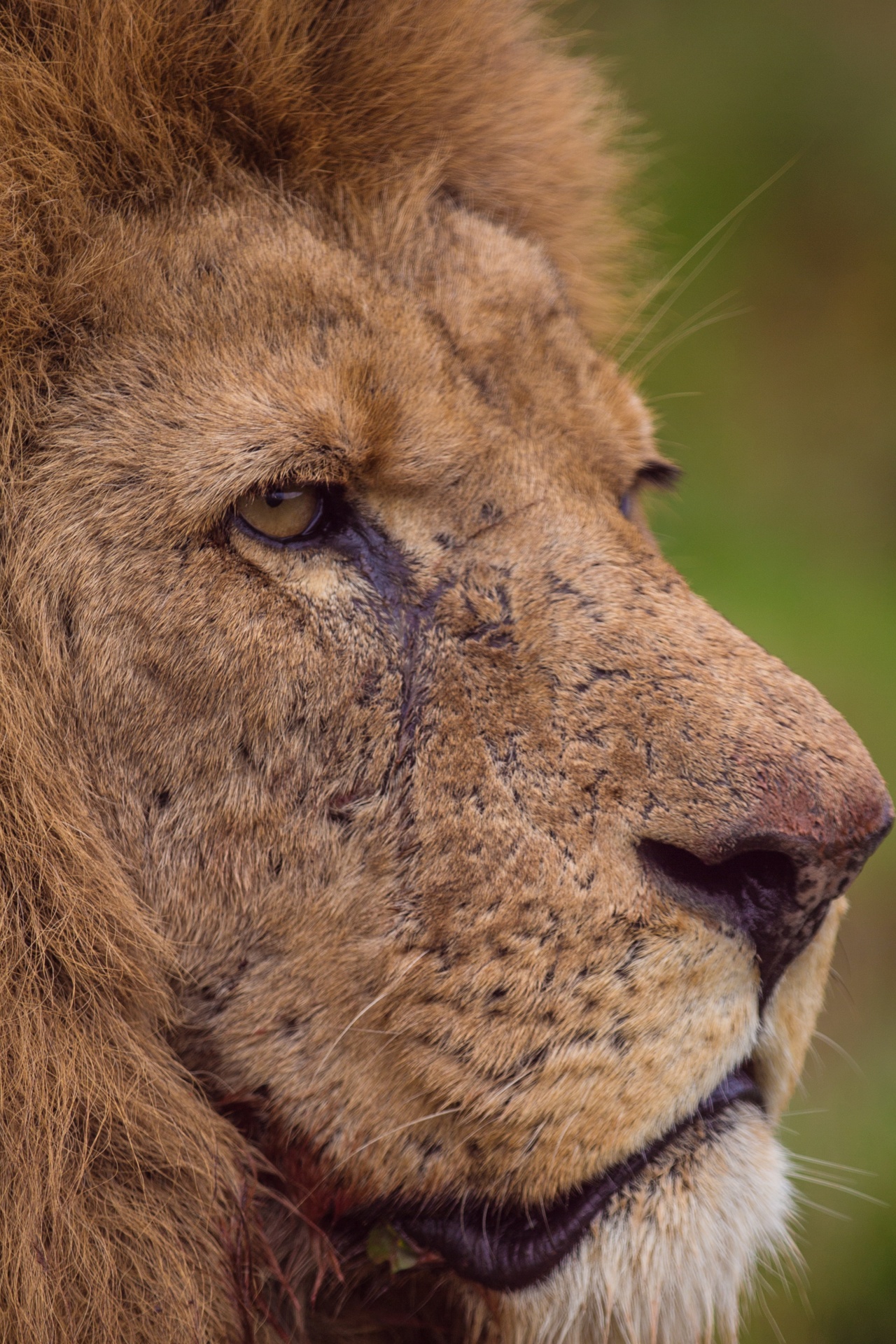 lion veld sunrise free photo