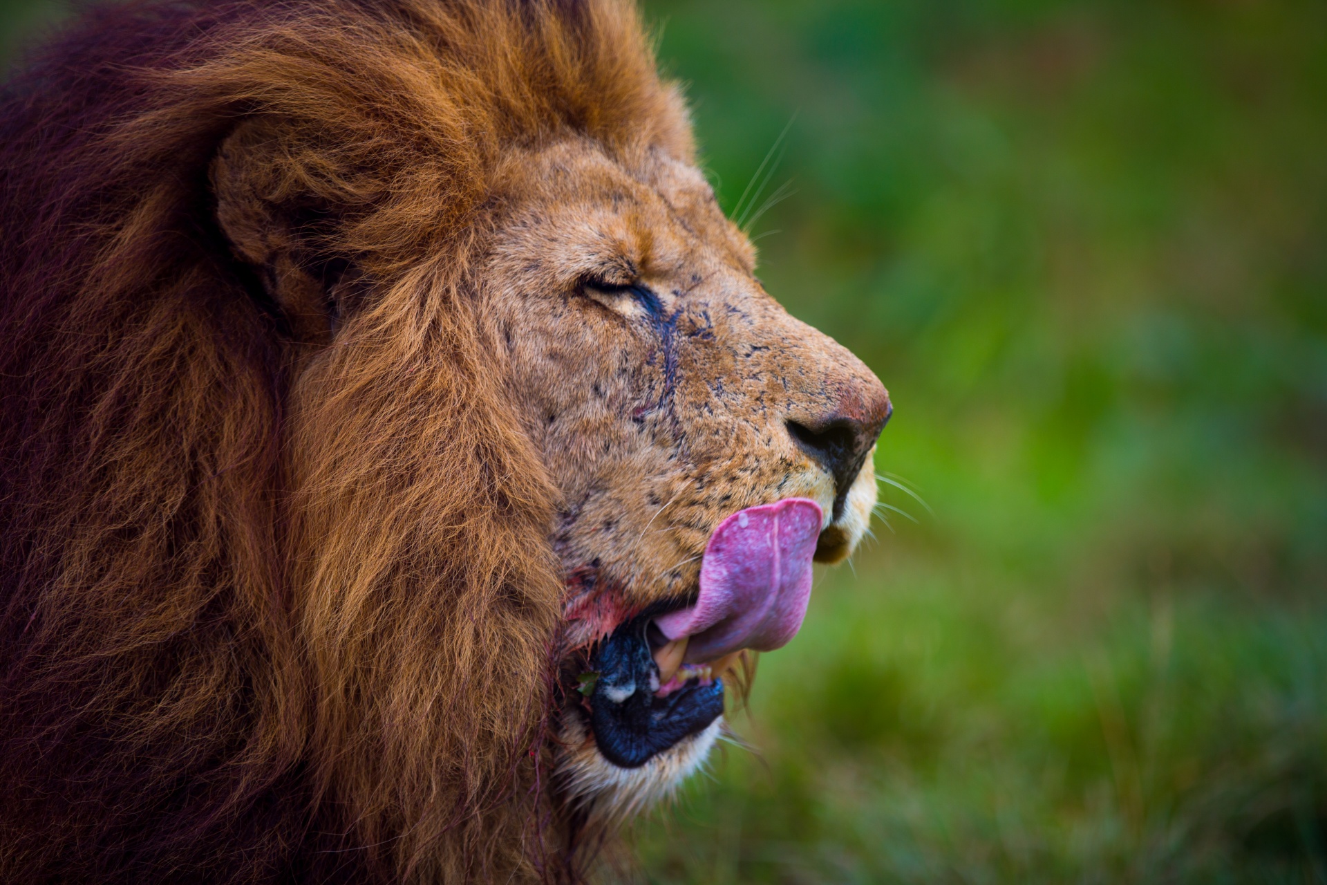 lion veld sunrise free photo