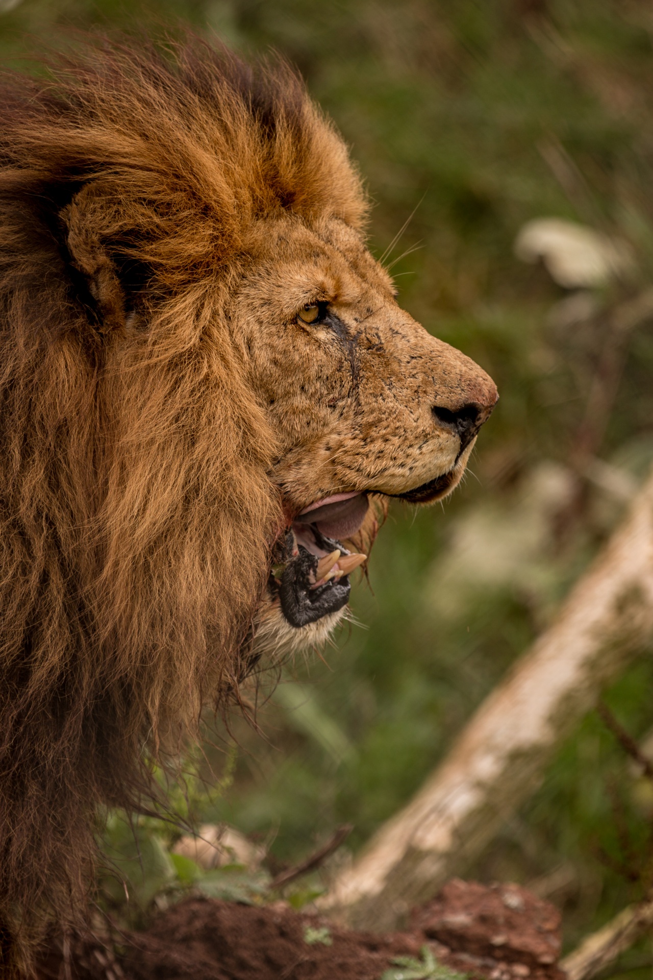 lion veld sunrise free photo