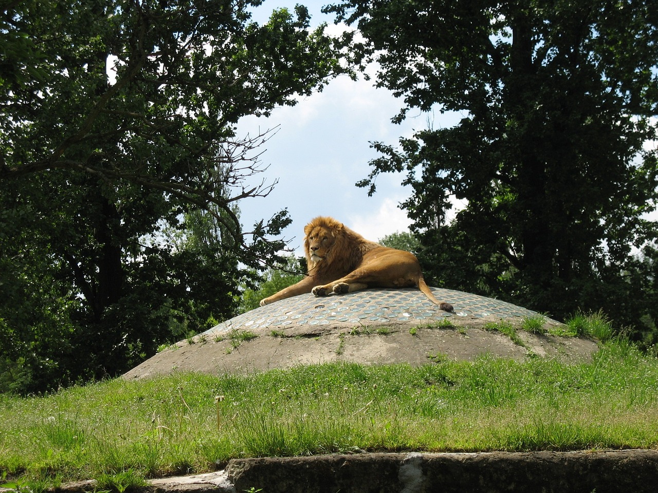 lion zoo wild animals free photo