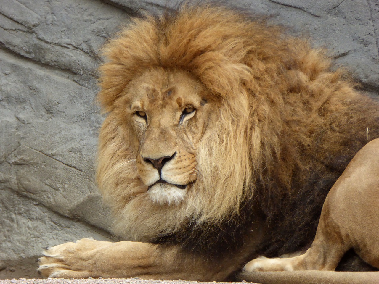 lion mane males free photo