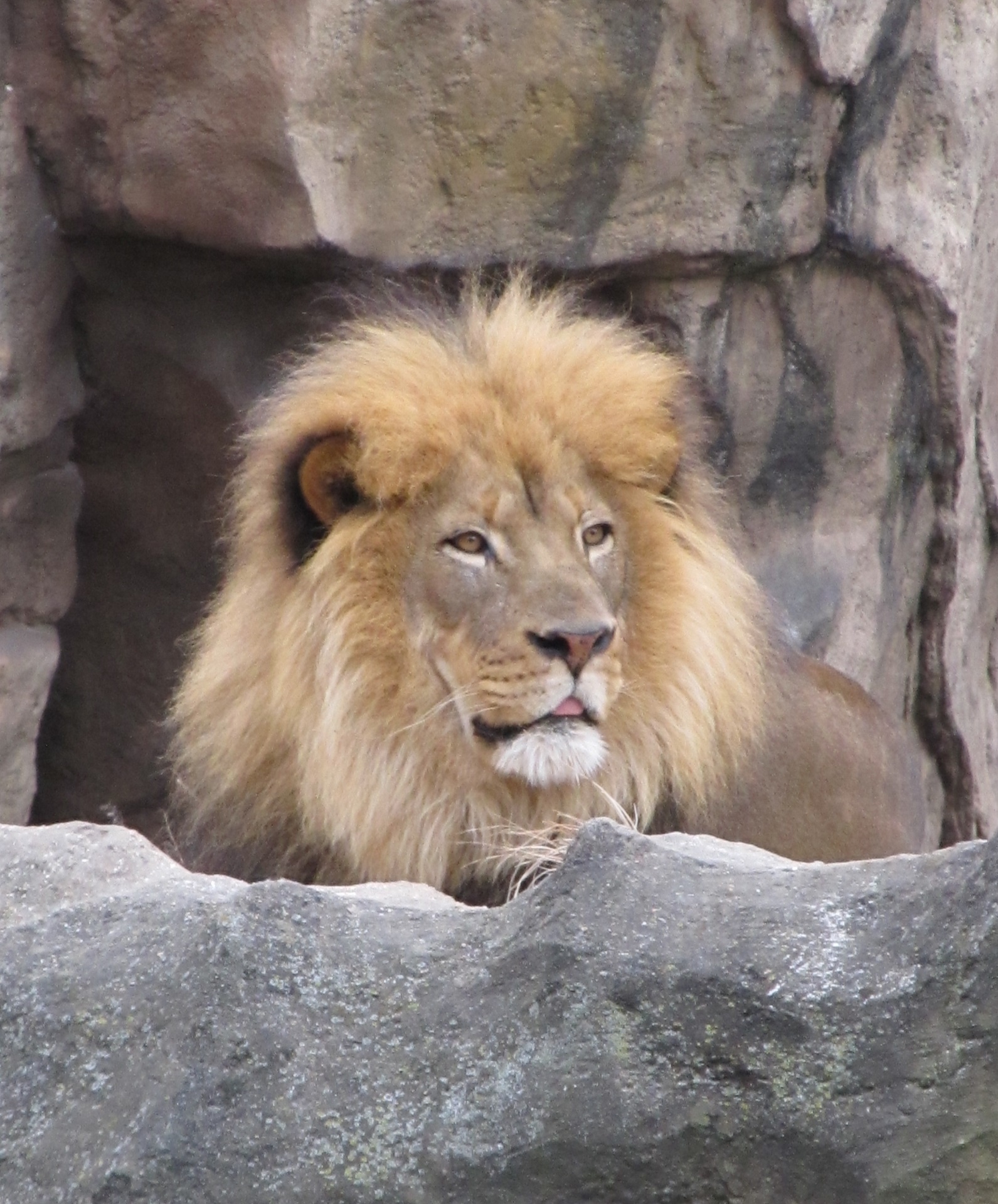 lion big cat king jungle free photo