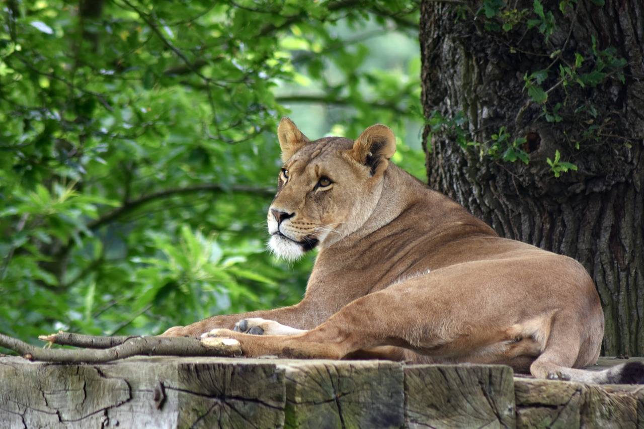 lion lioness predator free photo