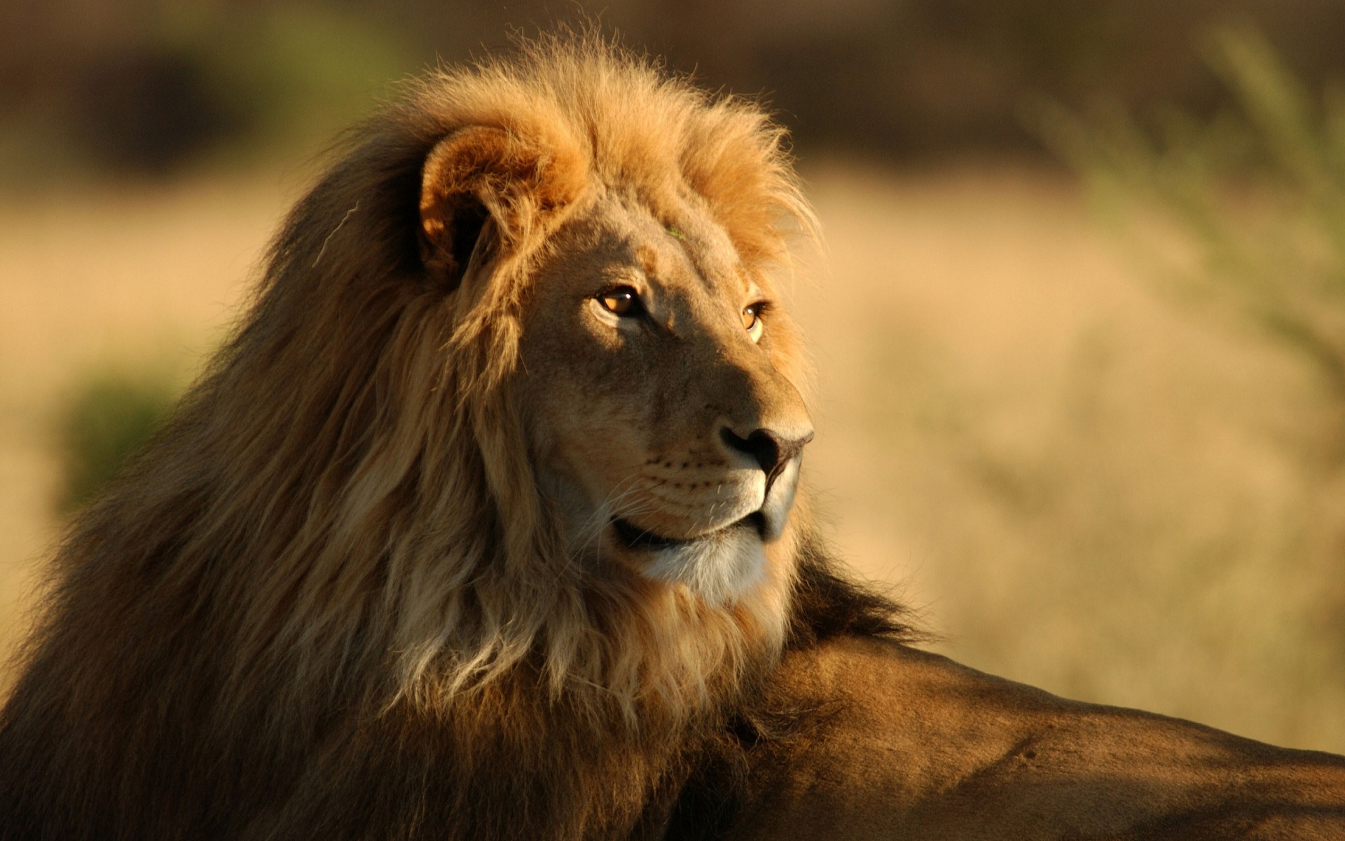 lion feline big cat free photo