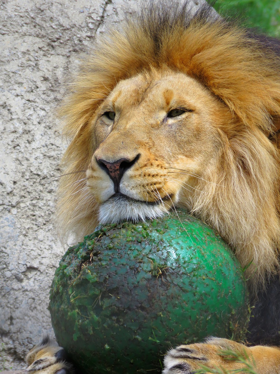 lion calgary zoo lion with ball free photo